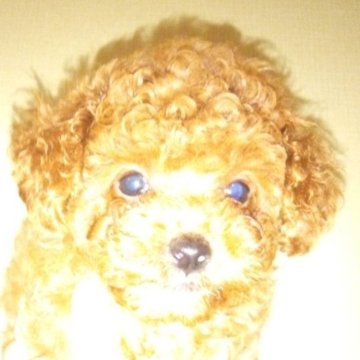 トイプードル(タイニー)【福岡県・女の子・2025年6月15日・レッド】の写真「元気な女の子」