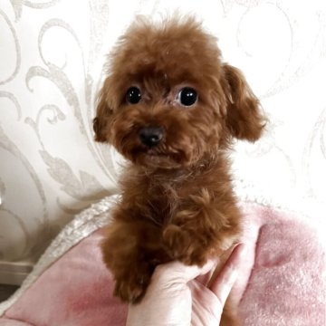 ティーカッププードル【福岡県・女の子・2025年3月13日・レッド】の写真「他には居ない✨面白い子」