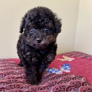 タイニープードル【福岡県・女の子・2025年4月17日・ブラックタン】の写真「小さめタイニー✨」