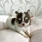 チワワ(ロング)