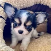 チワワ(ロング)