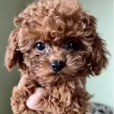 タイニープードル