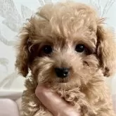 ティーカッププードル【福岡県・男の子・2025年6月14日・アプリコット】の写真1