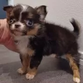 チワワ(ロング)【福岡県・女の子・2025年8月15日・ブラック&ホワイトタン】の写真2