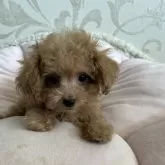 ティーカッププードル【福岡県・男の子・2025年6月14日・アプリコット】の写真2