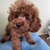 タイニープードル【福岡県・男の子・2025年6月20日・レッド】の写真2