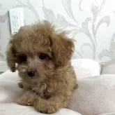 ティーカッププードル【福岡県・男の子・2025年6月14日・アプリコット】の写真3