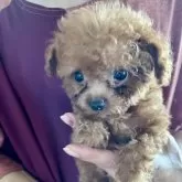 ティーカッププードル【福岡県・男の子・2025年7月19日・アプリコット】の写真4