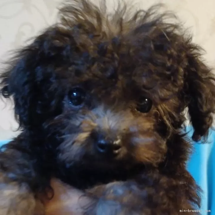 ID：2410-03430の子犬