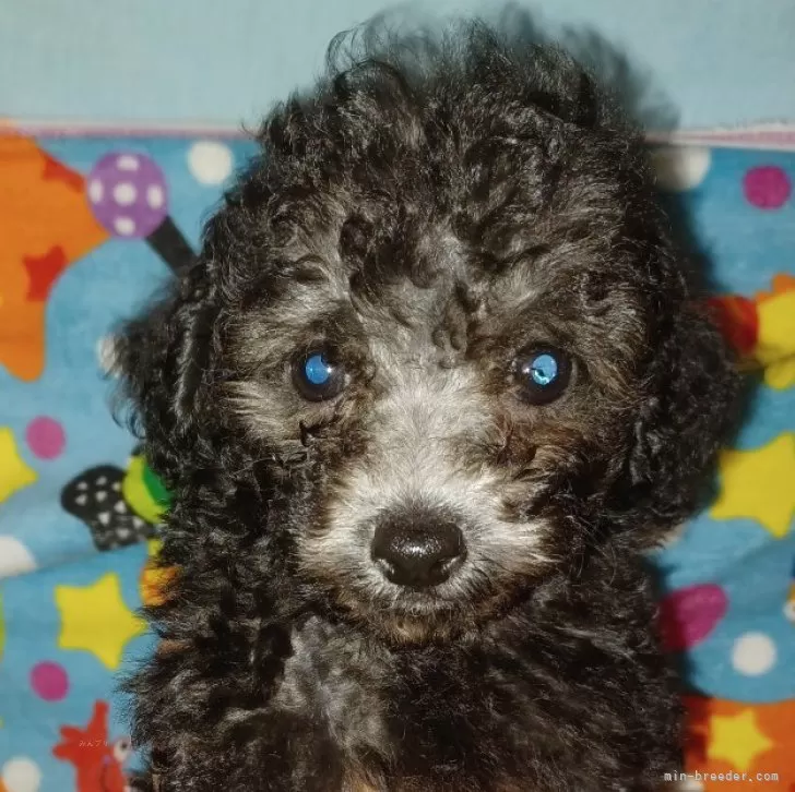 ID：2409-02608の子犬