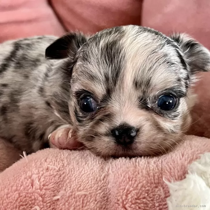 ID：2411-00339の子犬