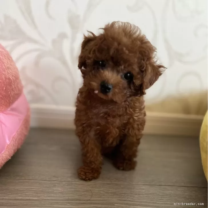 ID：2405-05391の子犬