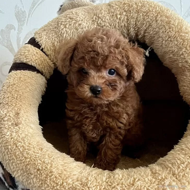 ID：2409-05253の子犬