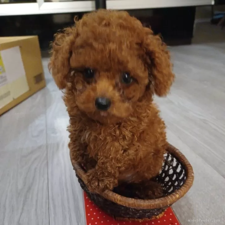 ID：2406-00484の子犬