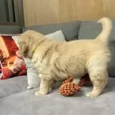 ゴールデンレトリバー【静岡県・男の子・2024年11月8日・ゴールド】の写真10