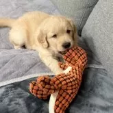 ゴールデンレトリバー【静岡県・男の子・2024年11月8日・ゴールド】の写真11