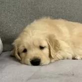 ゴールデンレトリバー【静岡県・男の子・2024年11月8日・ゴールド】の写真12