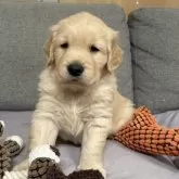 ゴールデンレトリバー【静岡県・男の子・2024年11月8日・ゴールド】の写真13