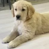 ゴールデンレトリバー【静岡県・男の子・2024年11月8日・ゴールド薄】の写真13