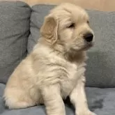 ゴールデンレトリバー【静岡県・男の子・2024年11月8日・ゴールド】の写真14