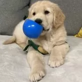 ゴールデンレトリバー【静岡県・男の子・2024年11月8日・ゴールド薄】の写真15