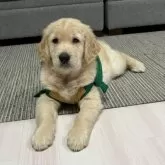 ゴールデンレトリバー【静岡県・男の子・2024年11月8日・ゴールド薄】の写真14