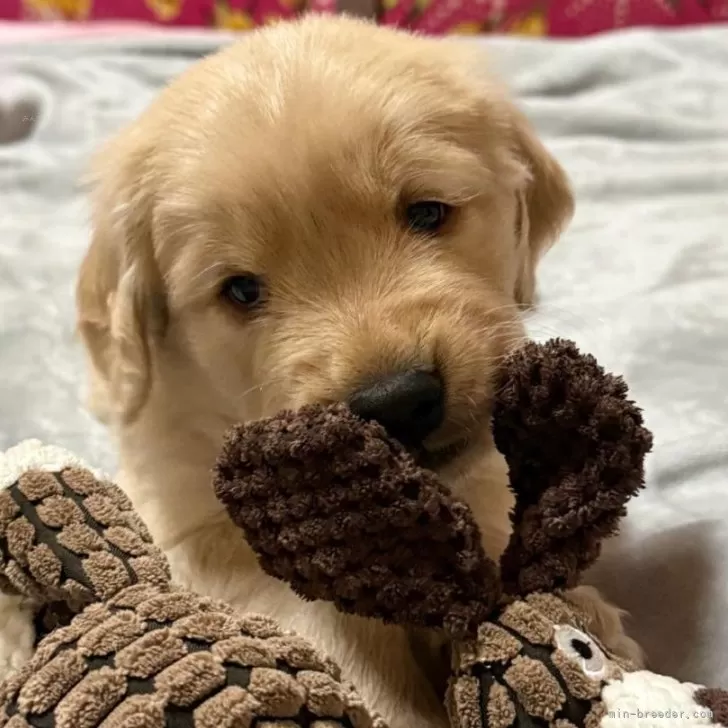 ID：2411-07790の子犬