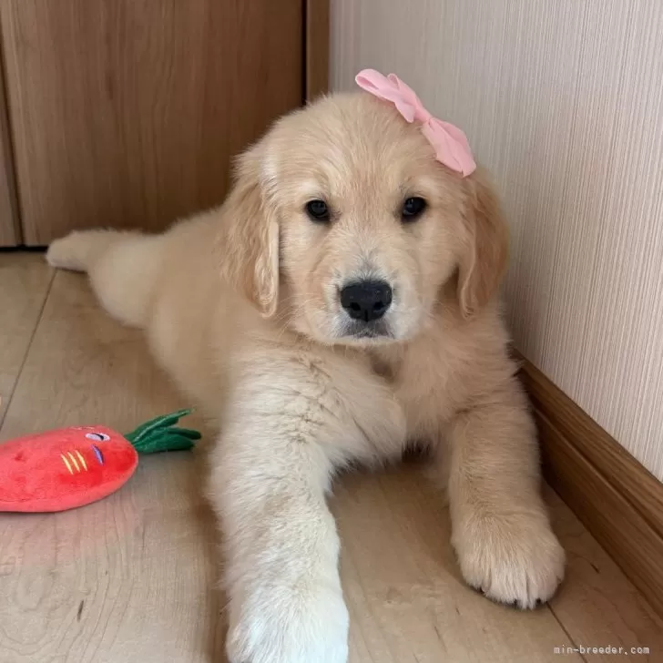 ID:2507-04164の子犬
