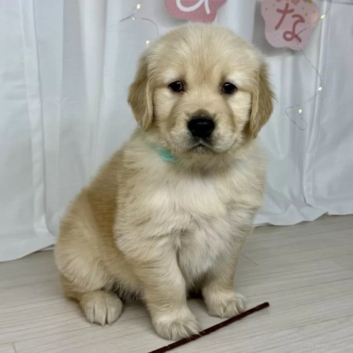 T.T 様のお迎えした子犬
