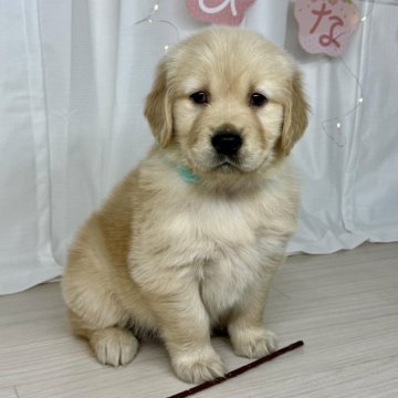ゴールデンレトリバー【静岡県・女の子・2025年1月13日・ゴールド】の写真「小柄で甘えん坊とっても優しい女の子です💚」