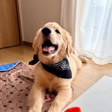 ゴールデンレトリバー【静岡県・男の子・2025年6月24日・ゴールド】の写真「人が大好きでとっても甘えん坊な男のこです🖤」
