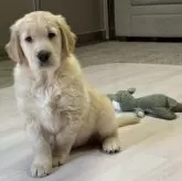 ゴールデンレトリバー【静岡県・男の子・2024年11月8日・ゴールド薄】の写真3