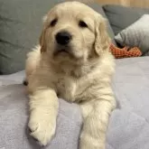 ゴールデンレトリバー【静岡県・男の子・2024年11月8日・ゴールド】の写真3