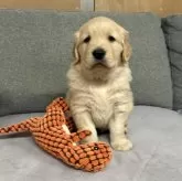 ゴールデンレトリバー【静岡県・男の子・2024年11月8日・ゴールド】の写真5