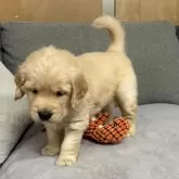 ゴールデンレトリバー【静岡県・男の子・2024年11月8日・ゴールド】の写真6