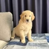 ゴールデンレトリバー【静岡県・男の子・2024年11月8日・ゴールド薄】の写真8