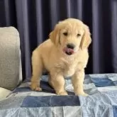 ゴールデンレトリバー【静岡県・男の子・2024年11月8日・ゴールド薄】の写真9