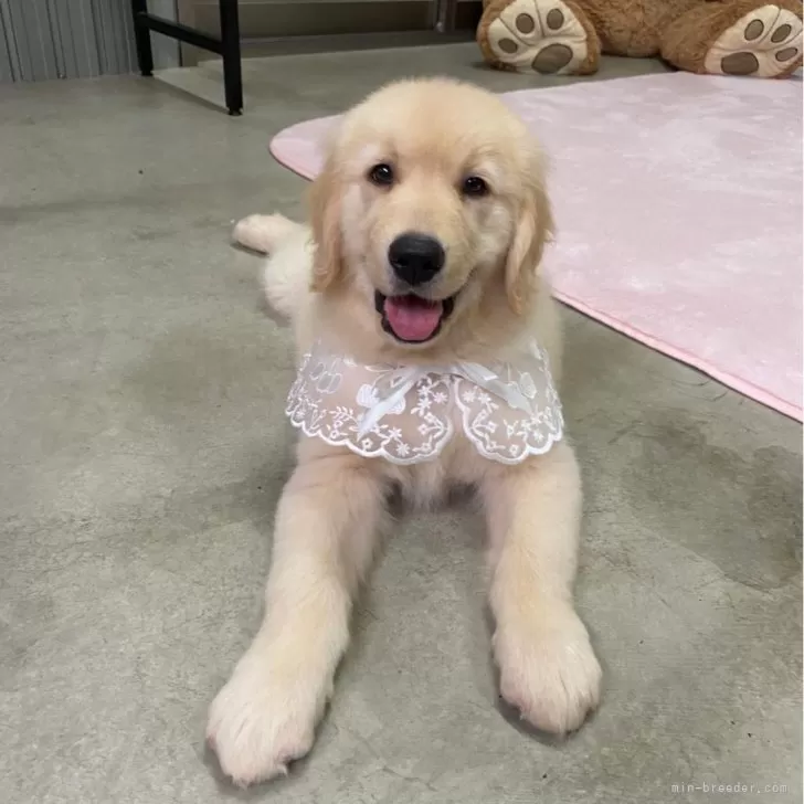 ID:2405-06785の子犬