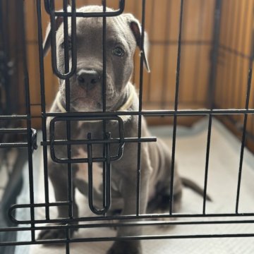 アメリカンピットブルテリア【兵庫県・男の子・2025年7月21日・ブルー・グレー系】の写真「お母さん犬の毛色に似て、上質で綺麗な毛色です。」