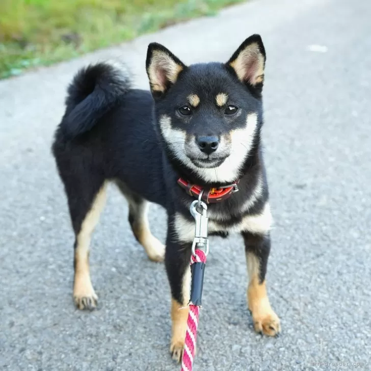 豆柴【千葉県・女の子・2025年5月3日・黒】の写真1