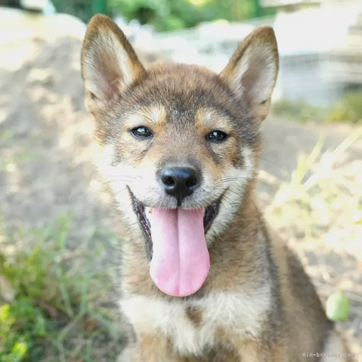 柴犬(標準サイズ)【千葉県・男の子・2025年5月19日・胡麻】の写真1