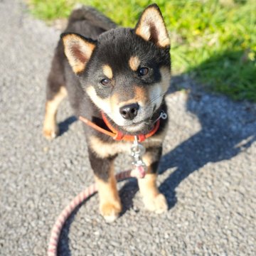 柴犬(標準サイズ)【千葉県・男の子・2024年11月29日・黒】の写真「元気でカワイイ♪黒柴くん♪」