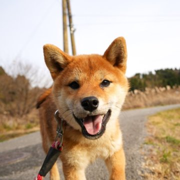 柴犬(豆柴)【千葉県・男の子・2024年4月14日・赤】の写真「元気で可愛い赤柴男子♪」