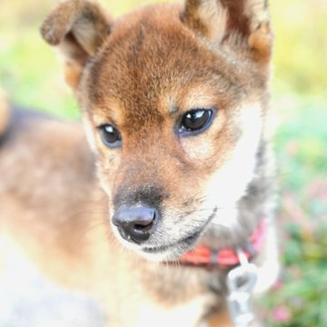 豆柴【千葉県・男の子・2025年6月29日・胡麻】の写真「カワイイ胡麻柴くん♪」