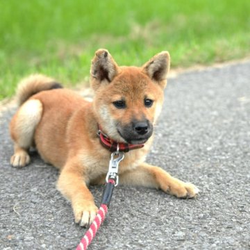 豆柴【千葉県・男の子・2025年5月13日・赤】の写真「小さく可愛い赤柴くん♪」