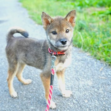 豆柴【千葉県・男の子・2025年4月28日・胡麻】の写真「個性的な男の子♪」