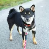 豆柴【千葉県・女の子・2025年5月3日・黒】の写真1