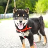 豆柴