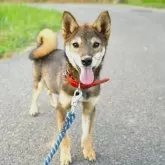 柴犬(標準サイズ)