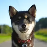 豆柴【千葉県・女の子・2025年5月3日・黒】の写真2